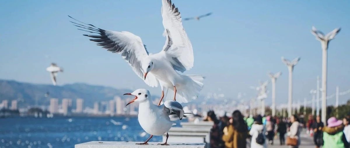 来到四季如春的昆明，吃喝玩乐怎么安排？